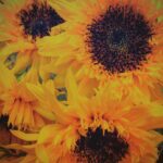 今だけの…ひまわり