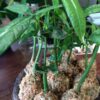 パキラの苔玉作っちゃいました