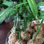 パキラの苔玉作っちゃいました