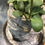 7月より