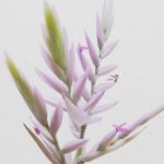 さわやかなチランジアの花
