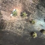 チランジア