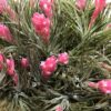 今度はピンクの花付きのエアープランツ️
