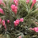 今度はピンクの花付きのエアープランツ️