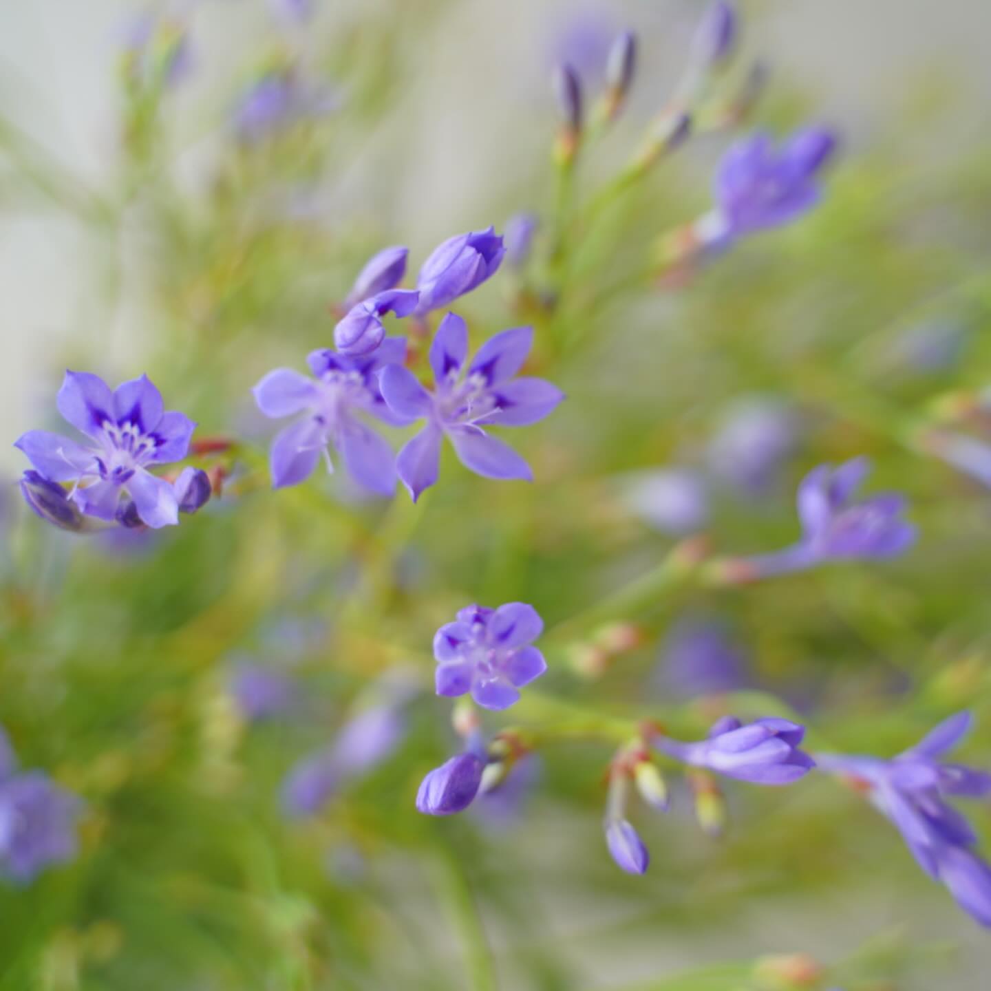 無数の小花が、次から次へと咲いて行く《ラペイロージャ》