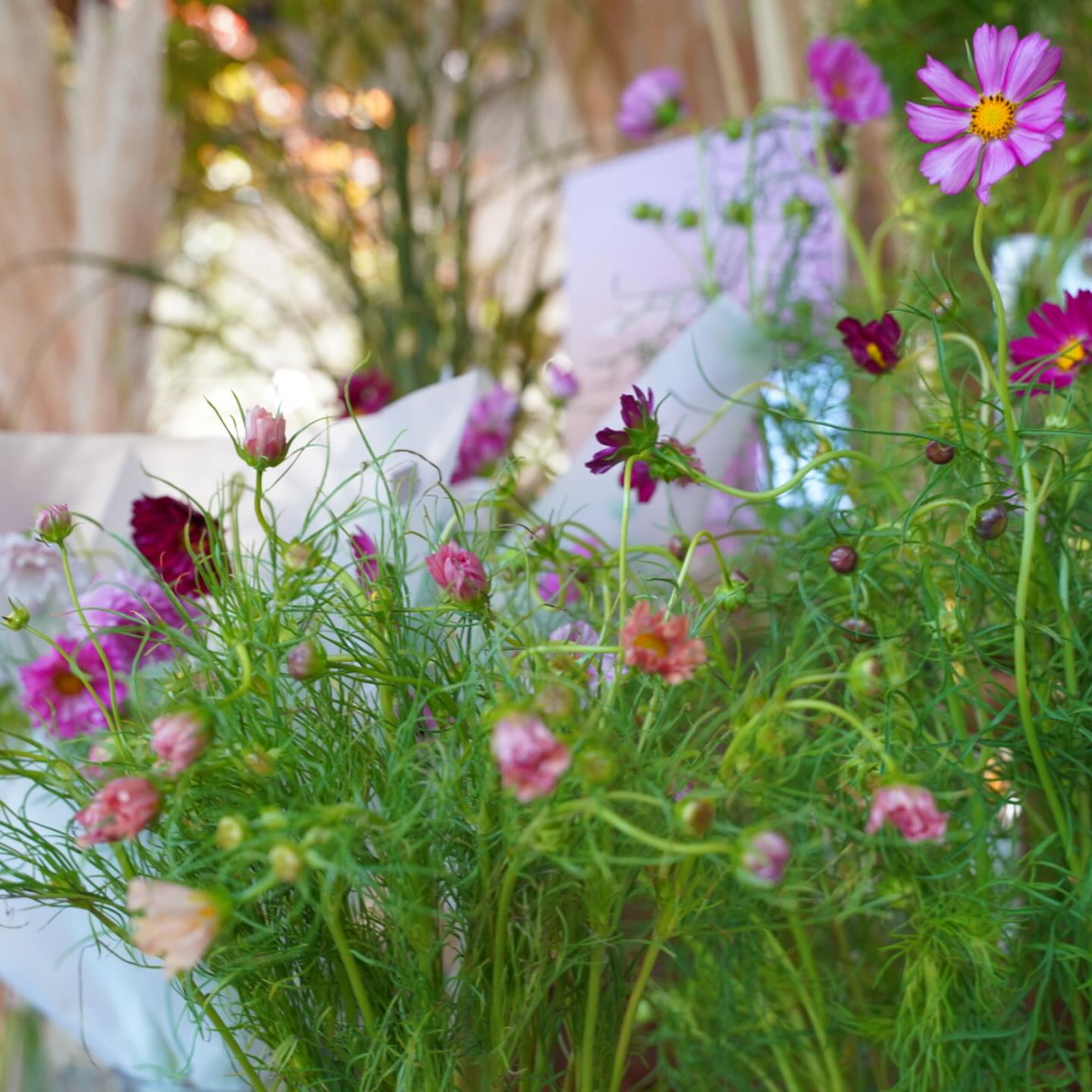 本日から3日間限定