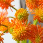 箱を開けた瞬間目に飛び込んでくる、鮮明なオレンジ