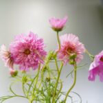 ご覧くださいこのフリフリのコスモス…！