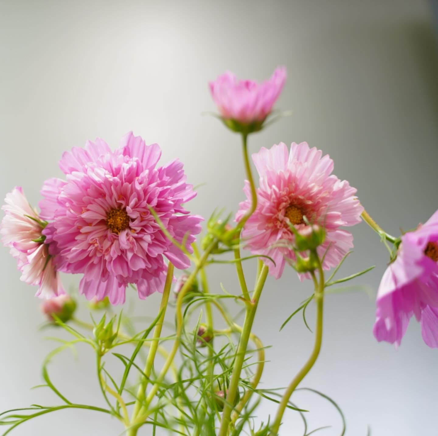 ご覧くださいこのフリフリのコスモス…！