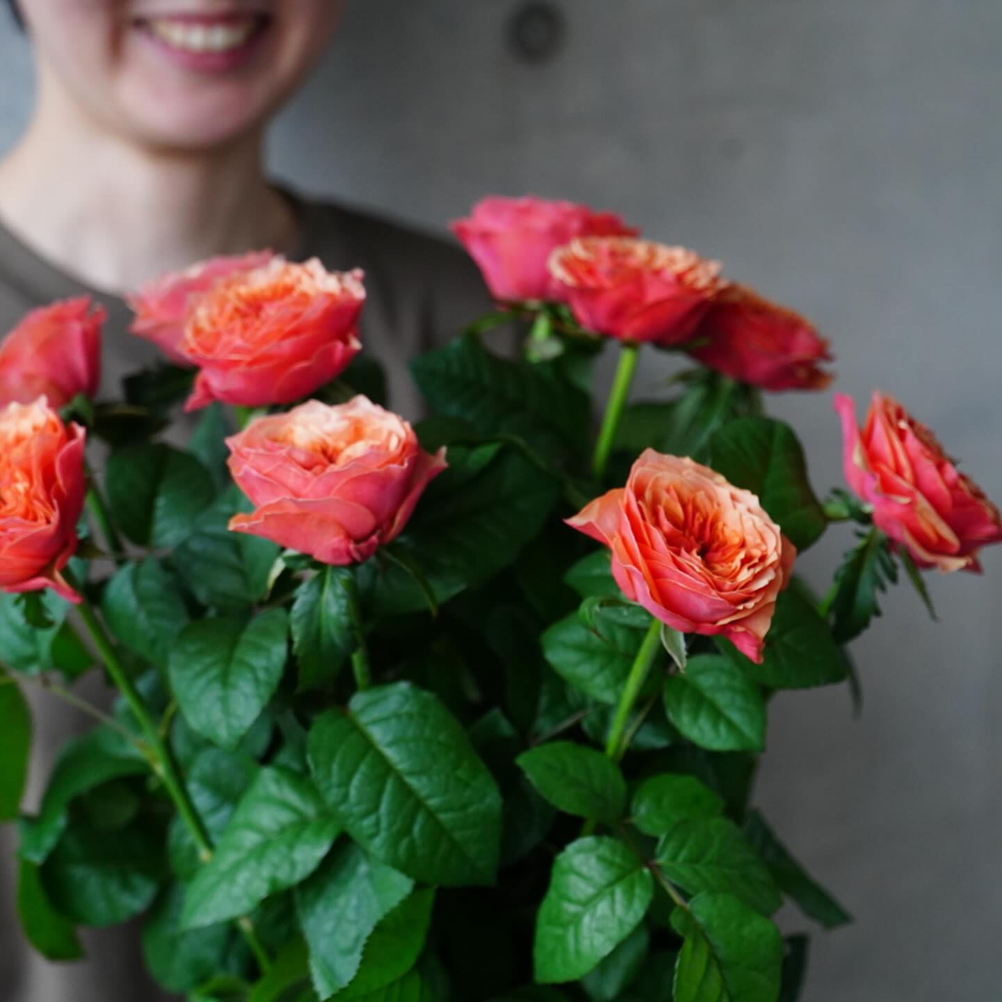 スタッフ一推しのバラ『ケンジントンガーデン』