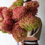 群馬県片品村から秋色の『ミナズキ』がやってきました