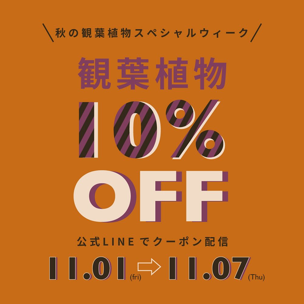 【予告】秋の観葉植物スペシャルウィーク