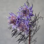 ネイティブフラワー『セルリア』