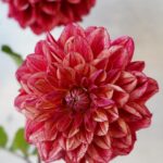 秋に旬を迎えるダリア！