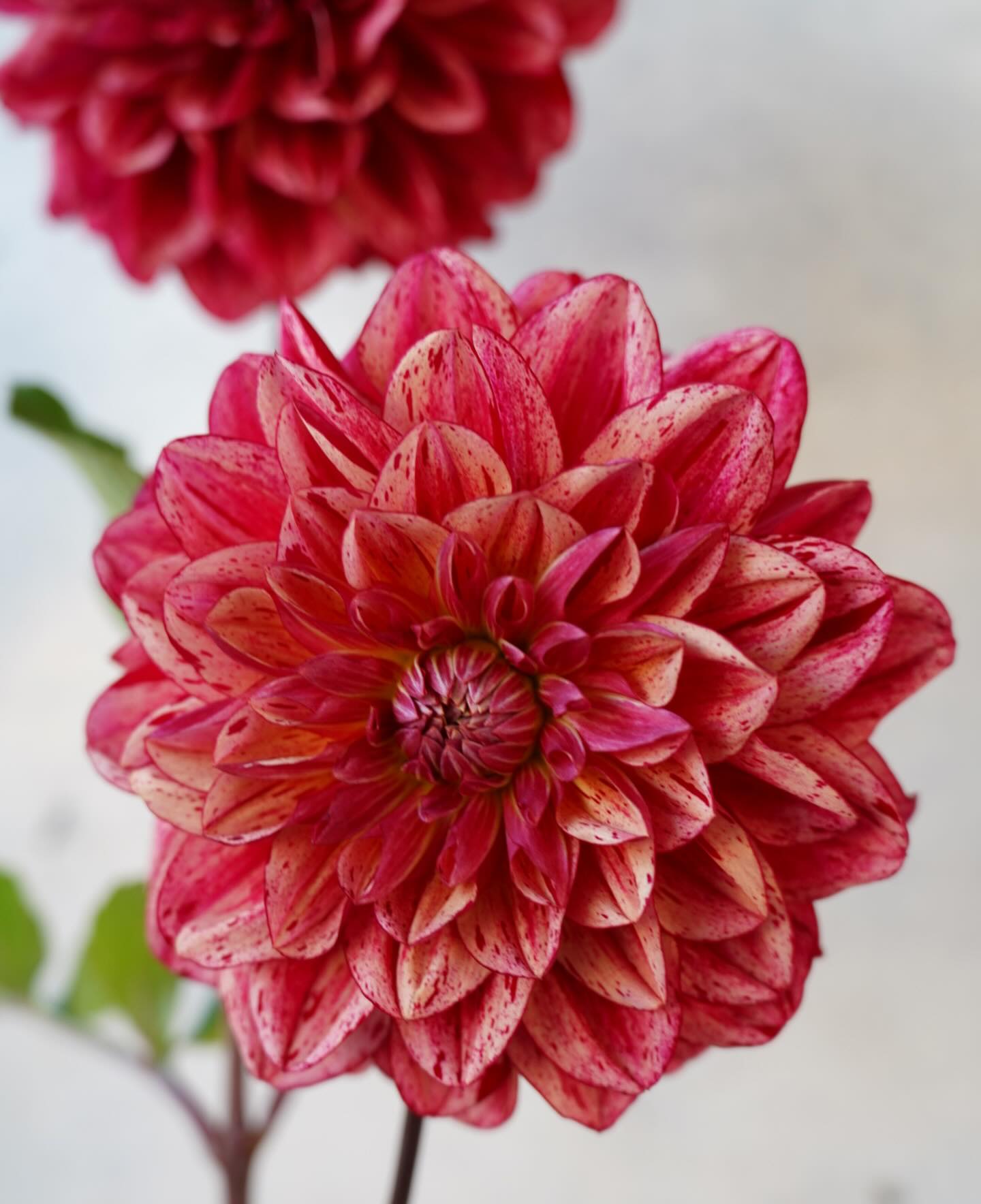 秋に旬を迎えるダリア！