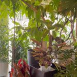 観葉植物ちょっぴり増えました