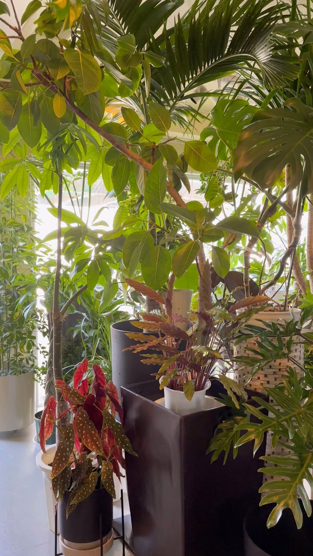 観葉植物ちょっぴり増えました