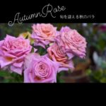 店頭には旬を迎えるバラ達が。