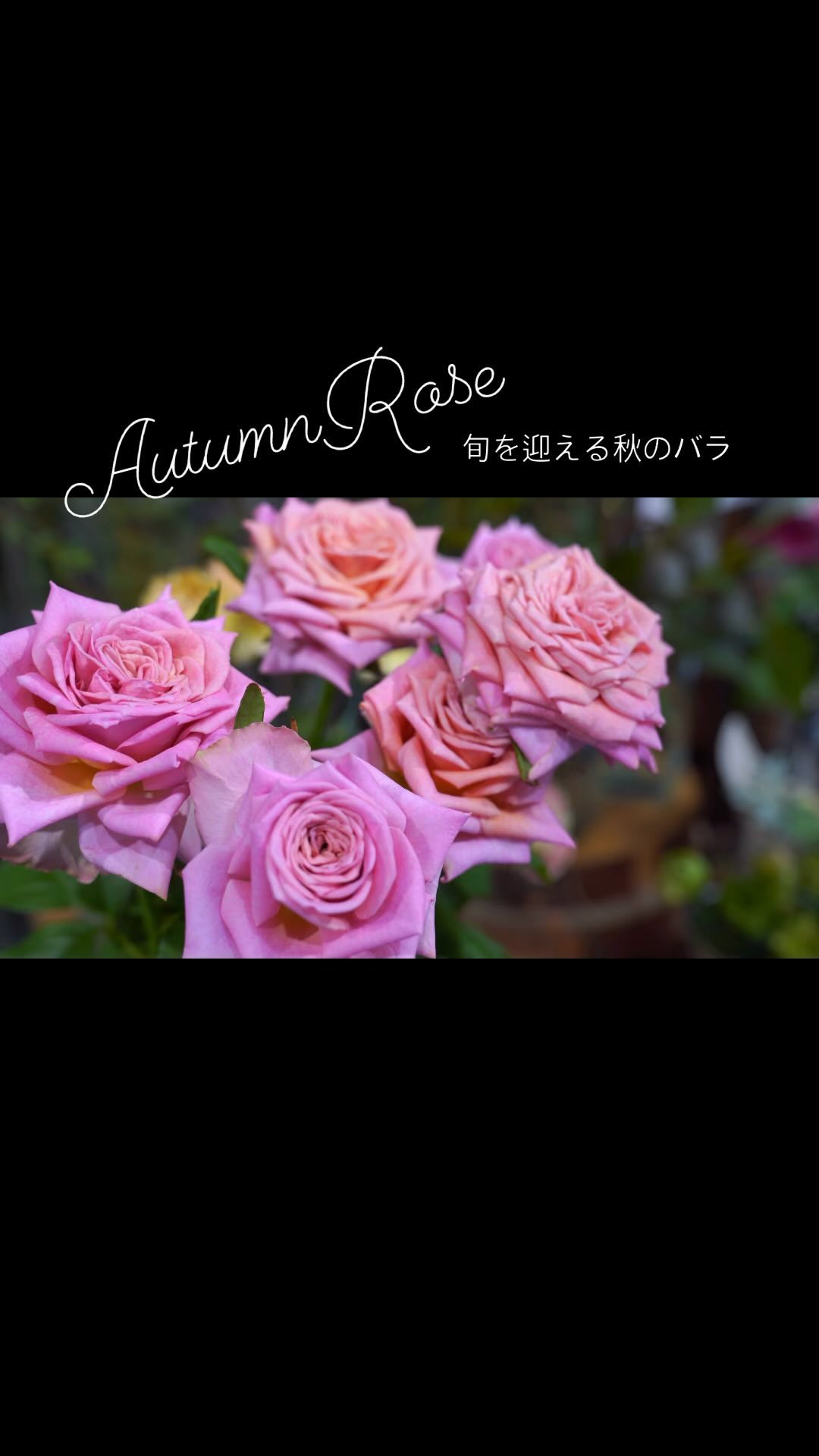 店頭には旬を迎えるバラ達が。