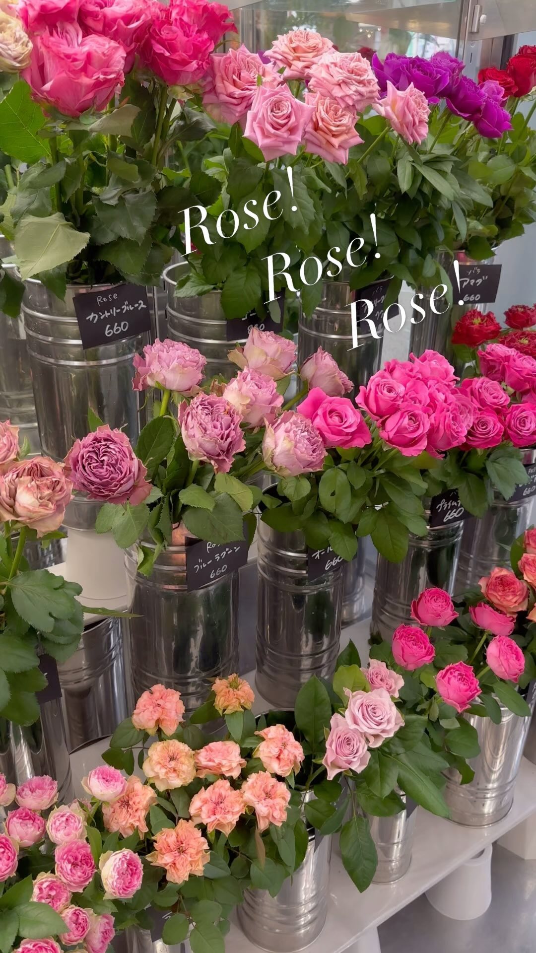 一面のバラ、圧巻です…！