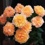 フラワー・オブ・ザ・イヤー最優秀賞受賞のバラ