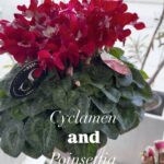 ポインセチアとシクラメンが入荷しました。