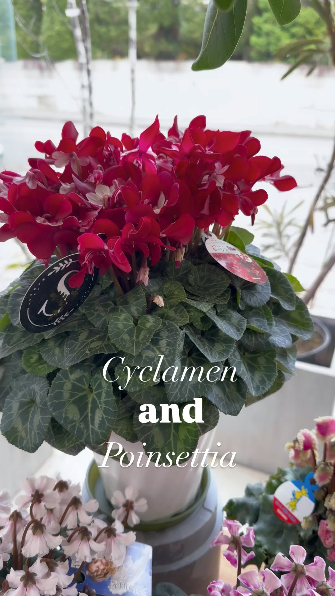 ポインセチアとシクラメンが入荷しました。