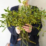 ヤドリギが入荷しました🕊️