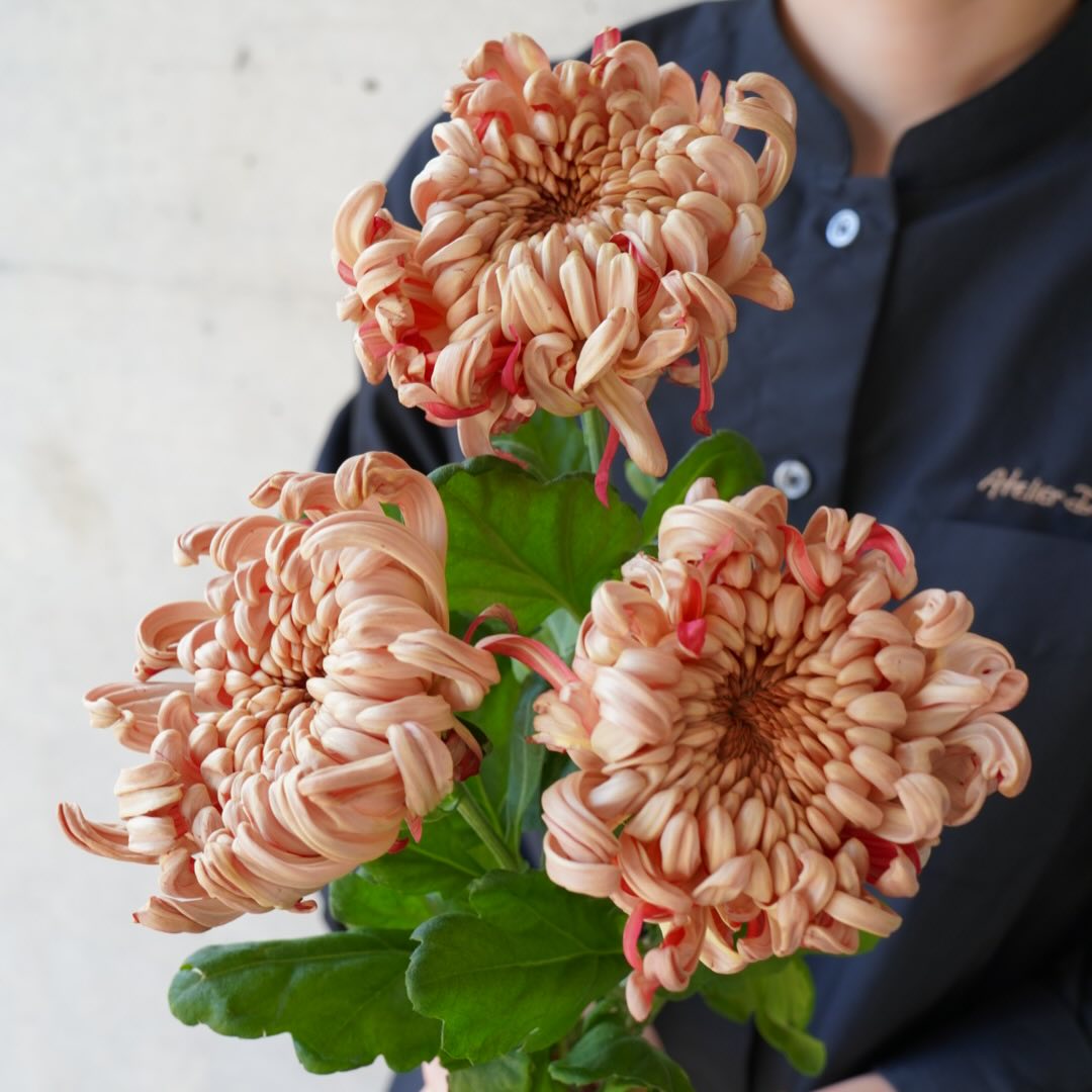 おしゃれなマム、オシャマム達が入荷です。