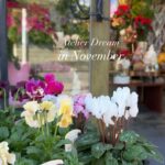 冬の足音が聞こえる11月の後半