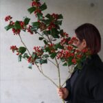 西洋柊、クリスマスホーリー！