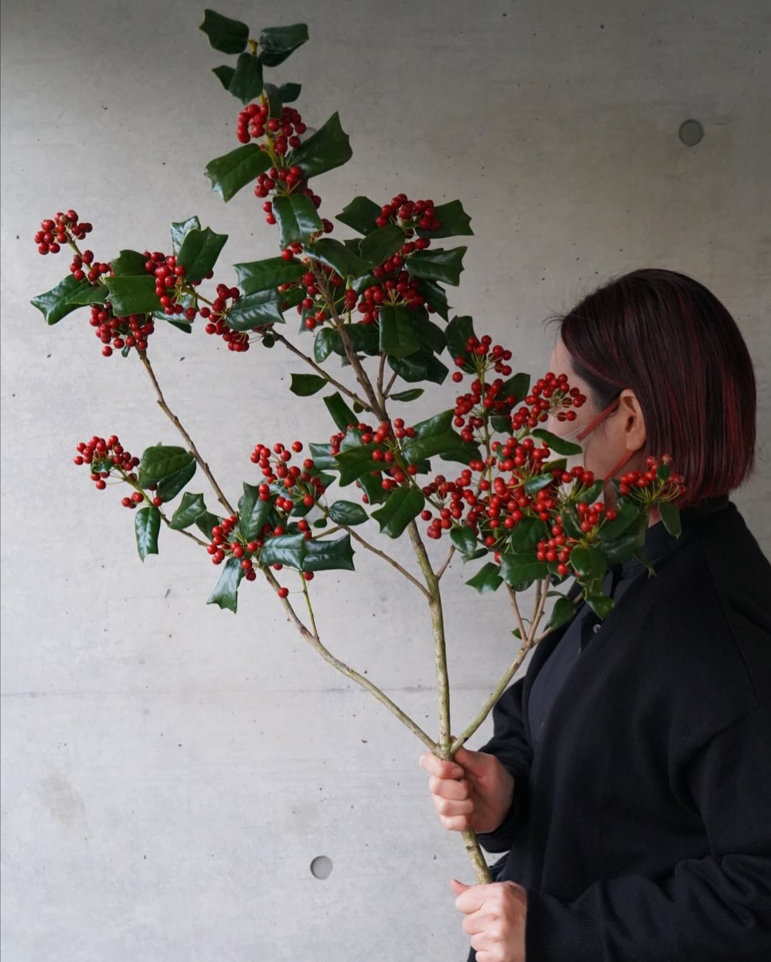 西洋柊、クリスマスホーリー！