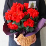 クリスマスシーズンの定番《ポインセチア》!