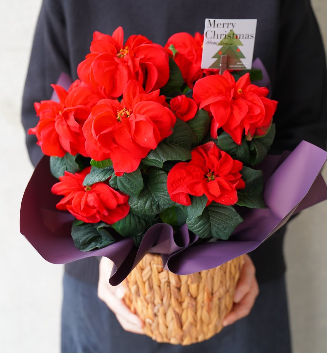 クリスマスシーズンの定番《ポインセチア》！