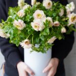 春の花ラナンキュラスのラックス《アリアドネ》