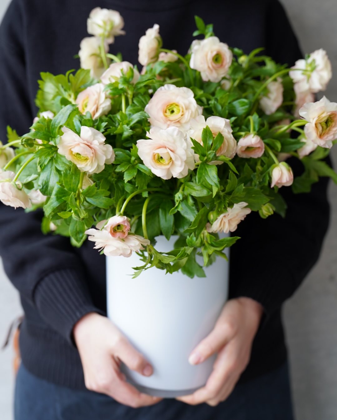 春の花ラナンキュラスのラックス《アリアドネ》