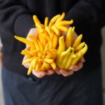 お正月の縁起物『仏手柑（ぶっしゅかん)』が入りました