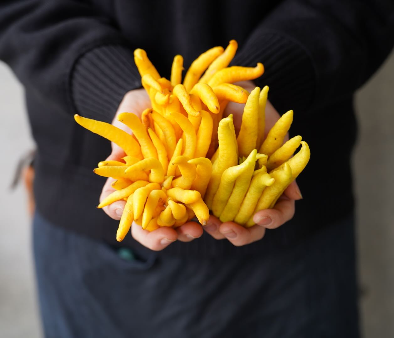 お正月の縁起物『仏手柑（ぶっしゅかん)』が入りました