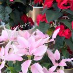 冬のお家時間がはなやぐお花たち