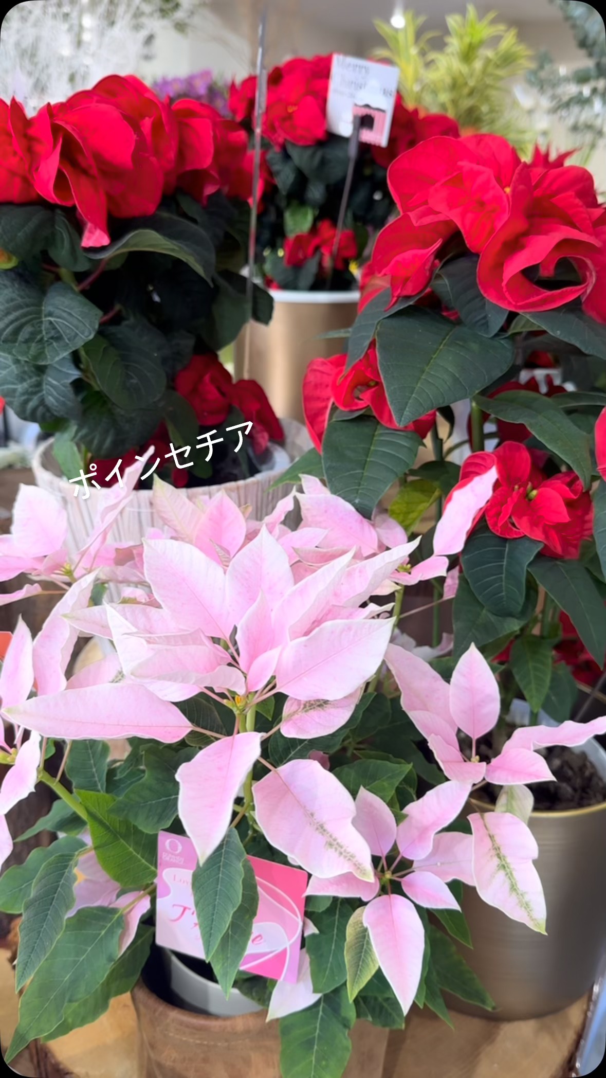 冬のお家時間がはなやぐお花たち