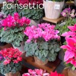 ポインセチアとシクラメンが入荷しました。
