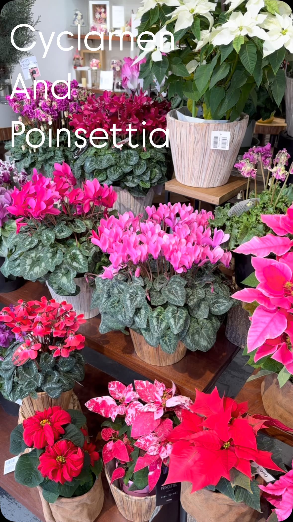 ポインセチアとシクラメンが入荷しました。