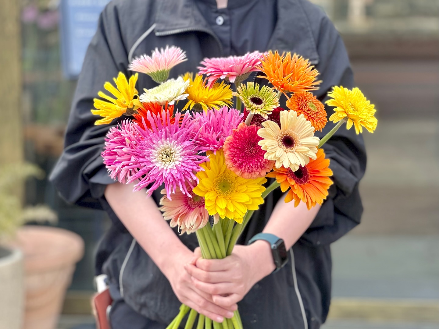 ただいまガーベラフェア開催中