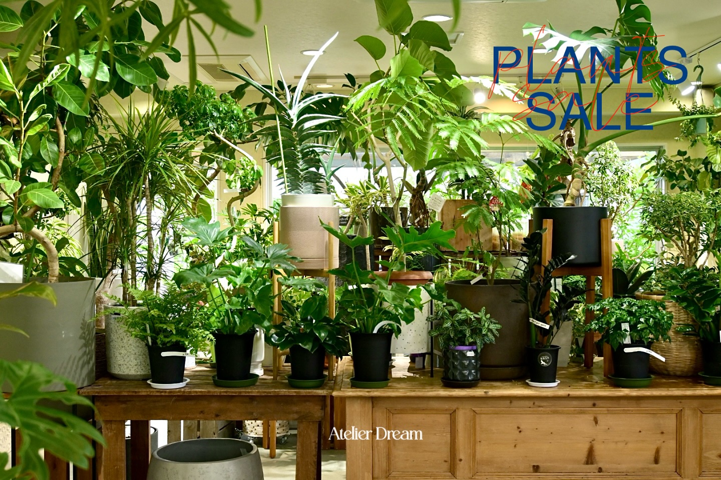 『観葉植物SALE10%OFF』開催中です