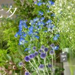 七夕-星祭り-2025