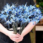 青い彼岸花入荷です____