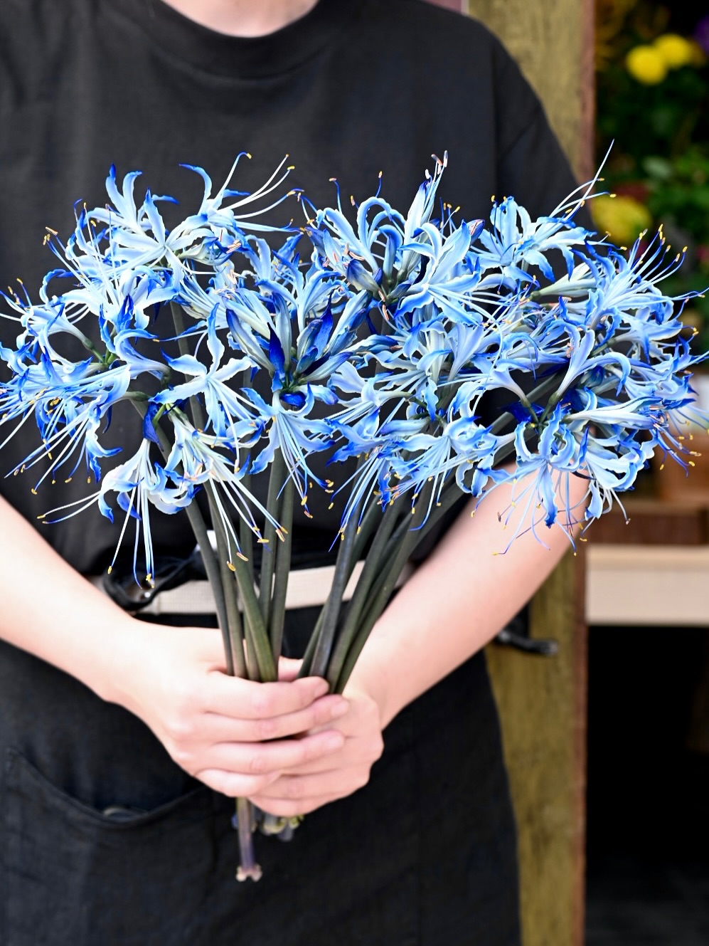 青い彼岸花入荷です____