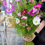 コスモス入荷しました