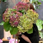 アンティークカラーのあじさい入荷しました