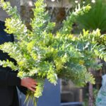 アカシア入荷しました